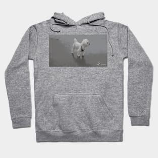 Focus Dog Hoodie